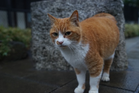 DSC00547