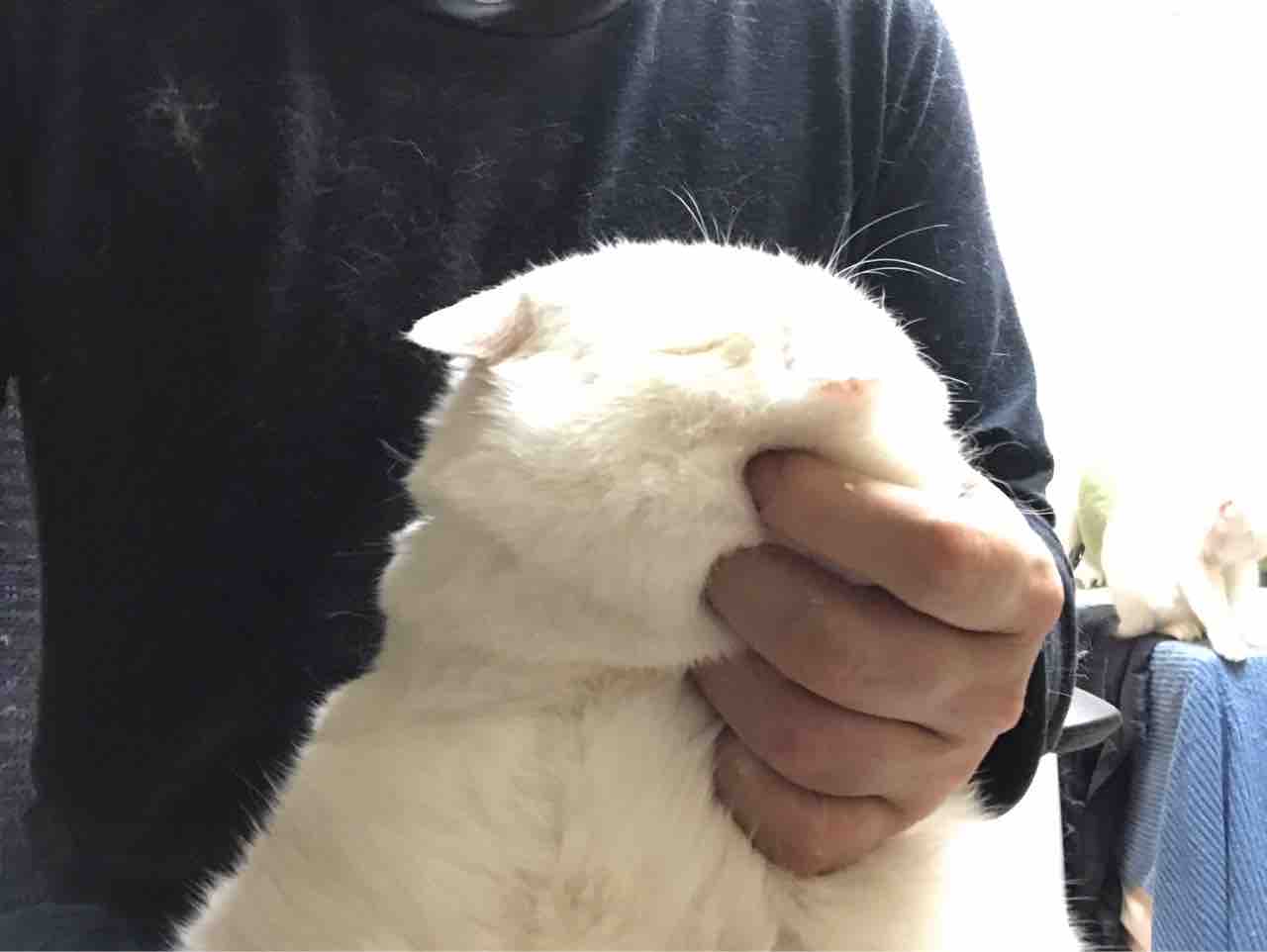 連休も猫 20190505 : ねこかます