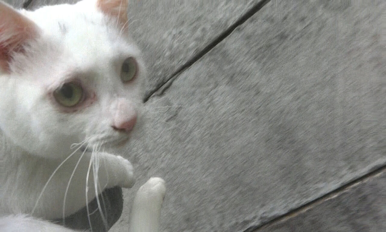 猫と旅に出る ねこかます