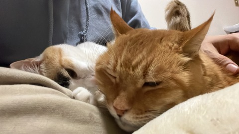 写真 2021-12-01 7 46 55 (6)