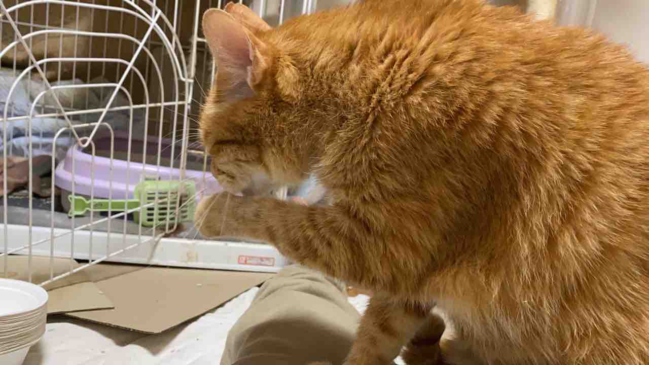 猫のコミュニケーションの型 ねこかます 猫のコミュニケーションの型 ねこかます