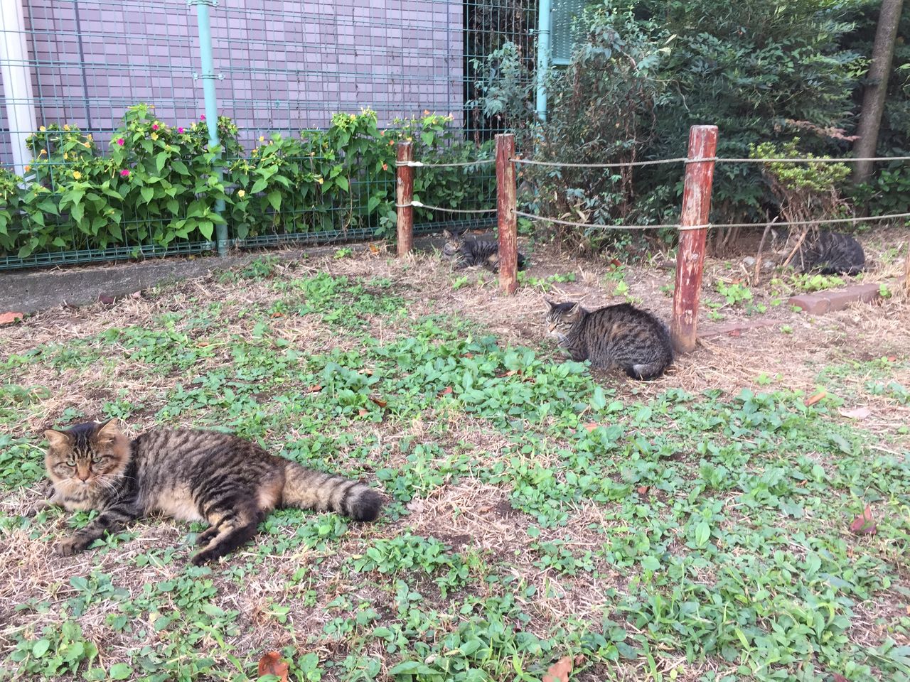 たぬき猫様 親「庭に子供のたぬき居た！」俺「本当に？猫だったら保護して