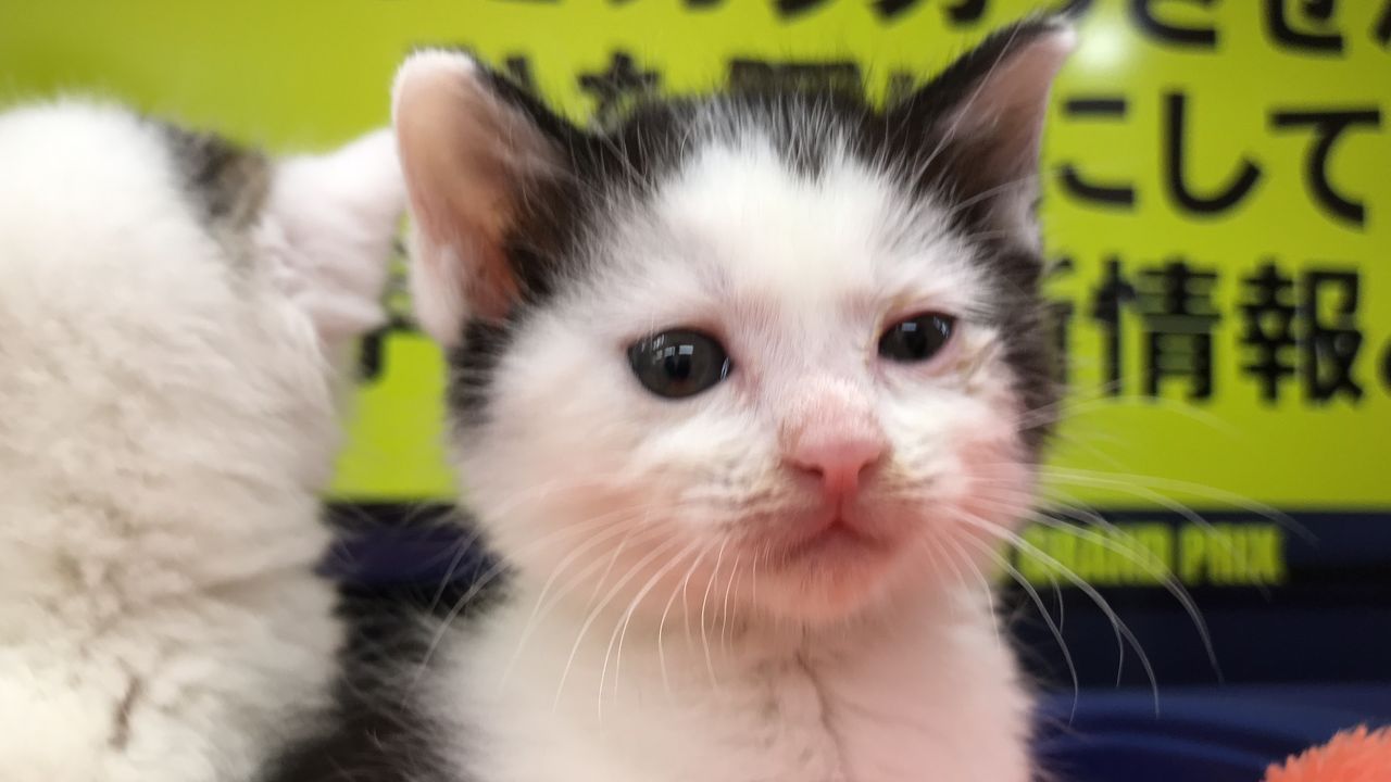 個性的な髪形っぽい猫画像 ねこかます