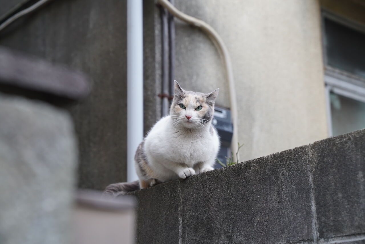 元 ボス猫を取り巻いた猫たち 20201227 ねこかます