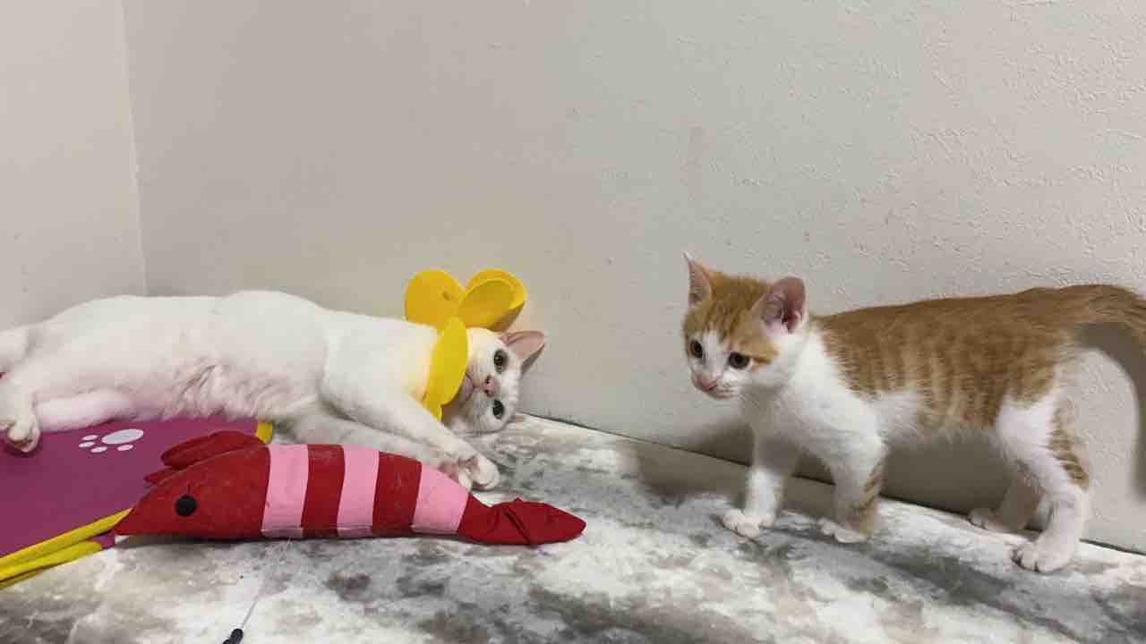 子猫の面倒を見れる猫 2701 ねこかます