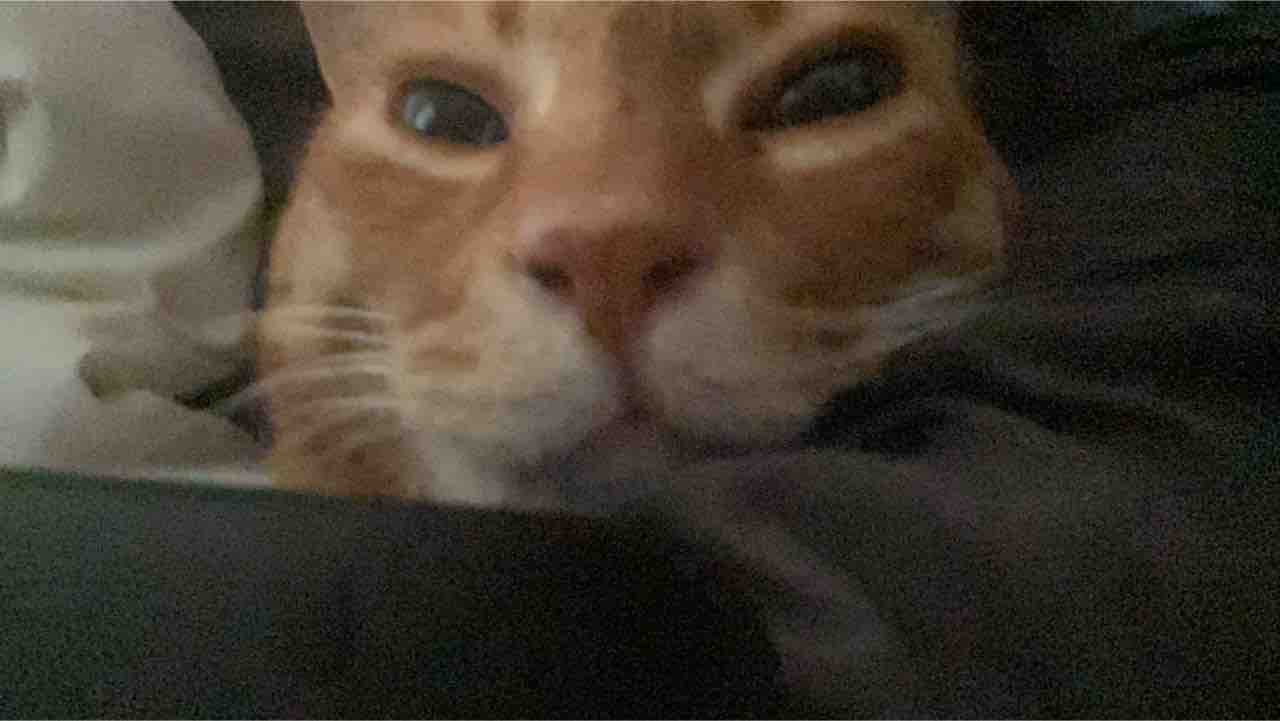 野良と家猫の目の違い ねこかます