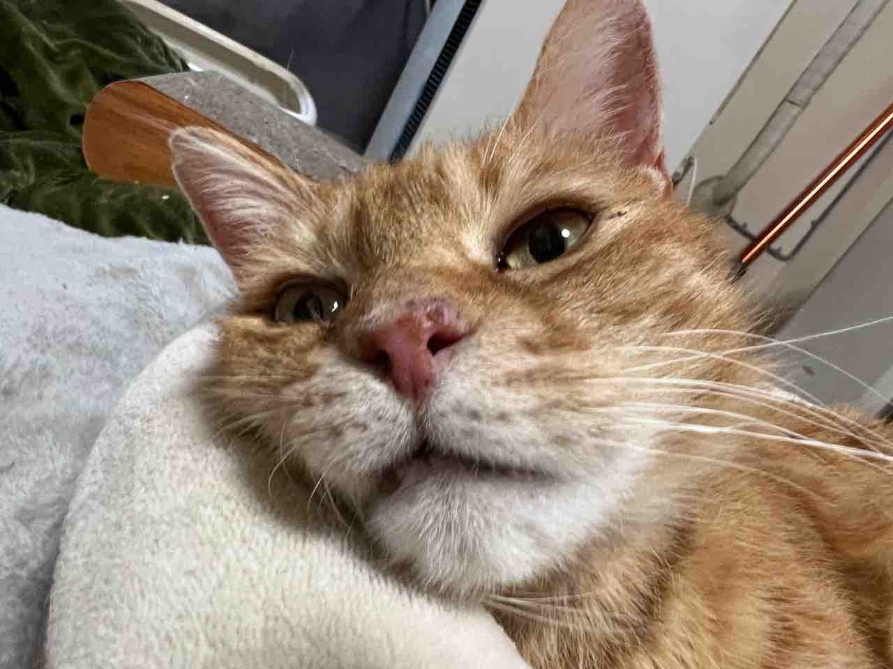 猫の目の奥にあるもの 2226 ねこかます