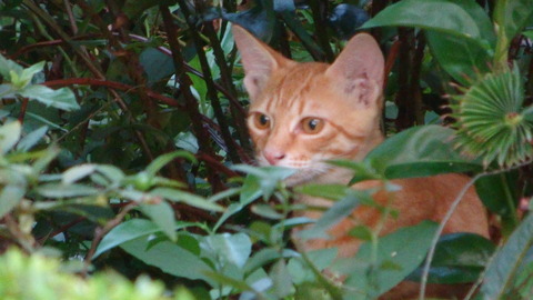 DSC00597