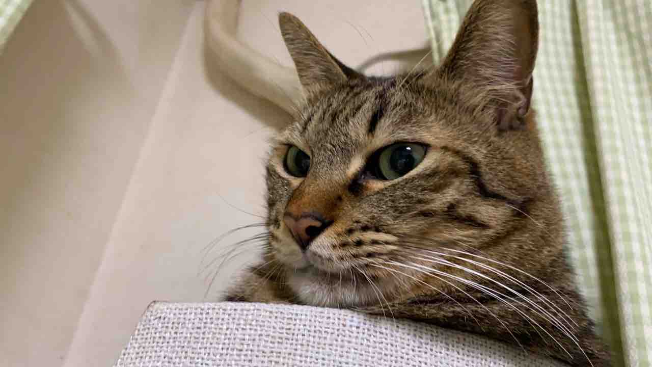 猫たちの名前の由来 0712 ねこかます 猫たちの名前の由来 0712 ねこかます
