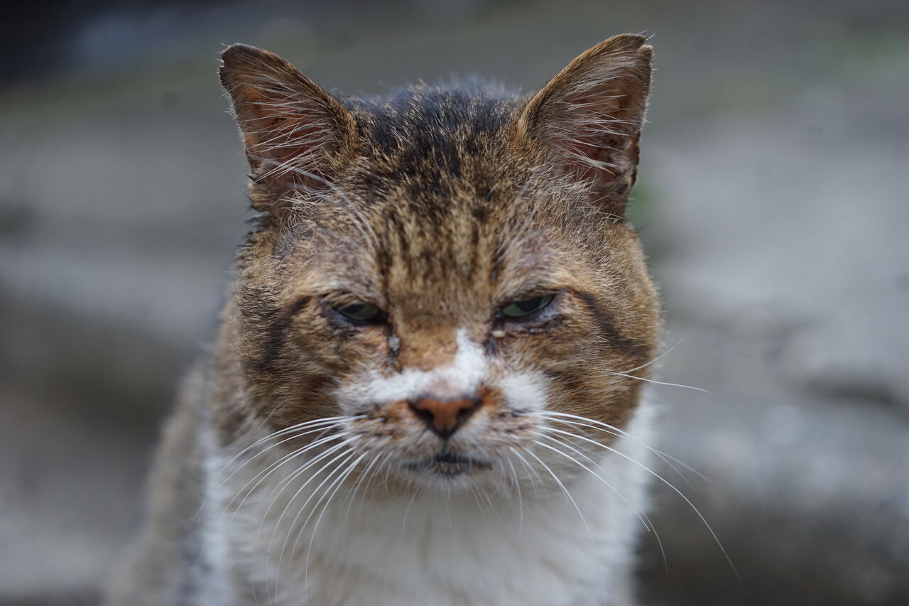 さよなら古豪猫 20250217 : ねこかます