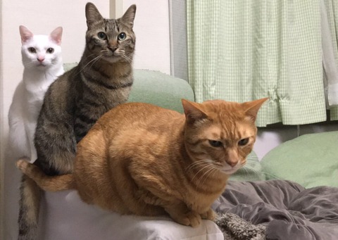 写真 2018-02-20 22 17 03