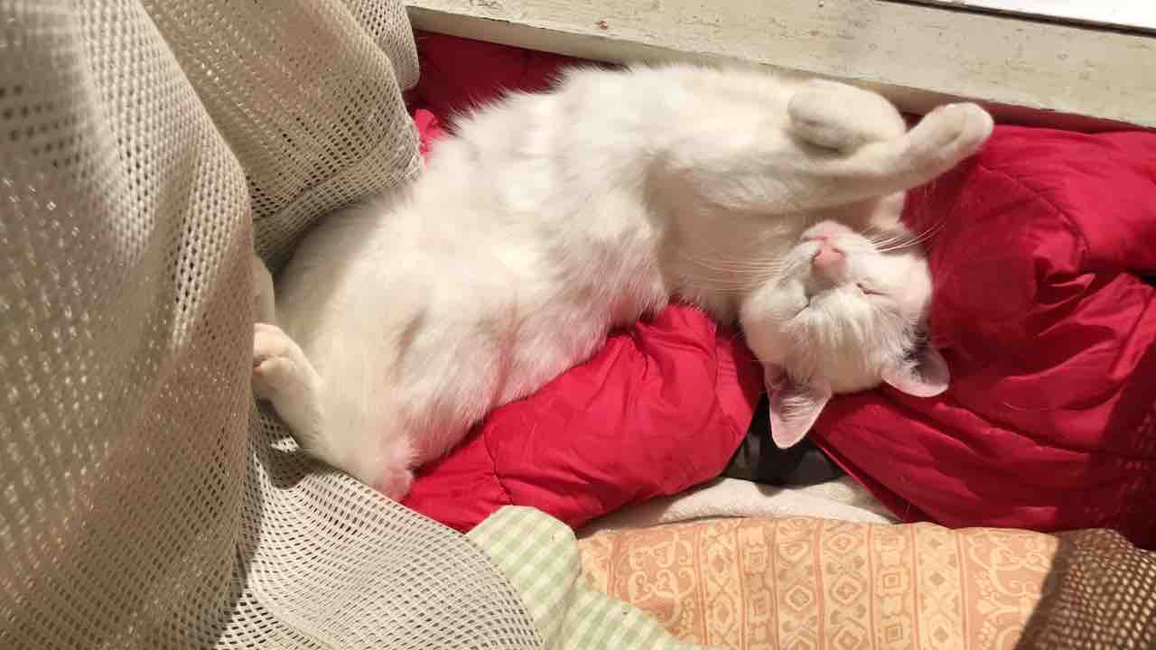 猫の便秘対応 ねこかます 猫の便秘対応 ねこかます