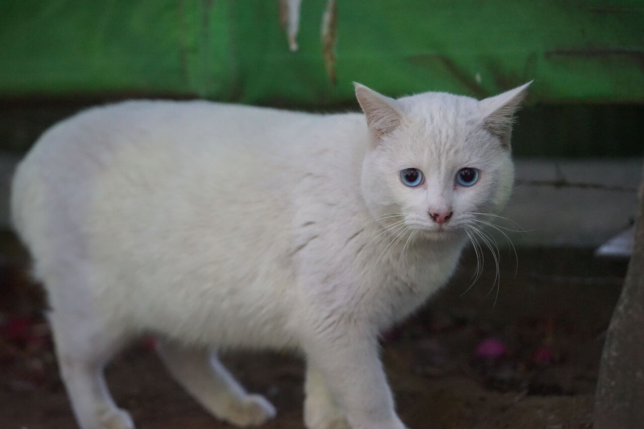 珍妙じゃない白猫 24 ねこかます 珍妙じゃない白猫 24 ねこかます