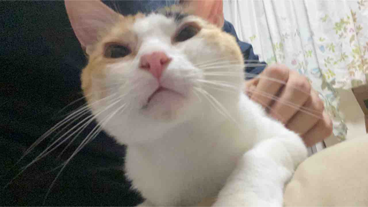 猫の機嫌 0717 ねこかます