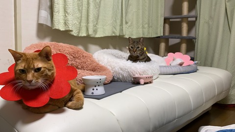 写真 2021-01-08 0 20 34