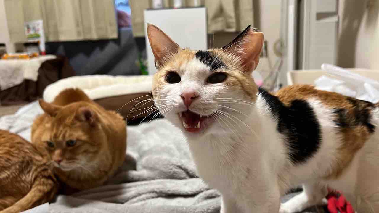 表情が豊か過ぎるオス三毛猫 2219 ねこかます