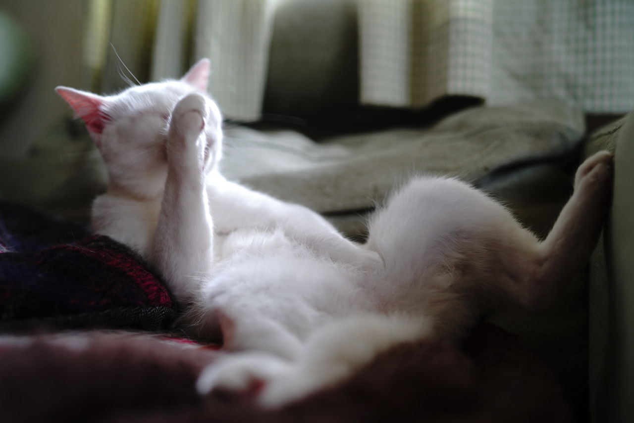 動作は猫 しぐさはおっさん ねこかます