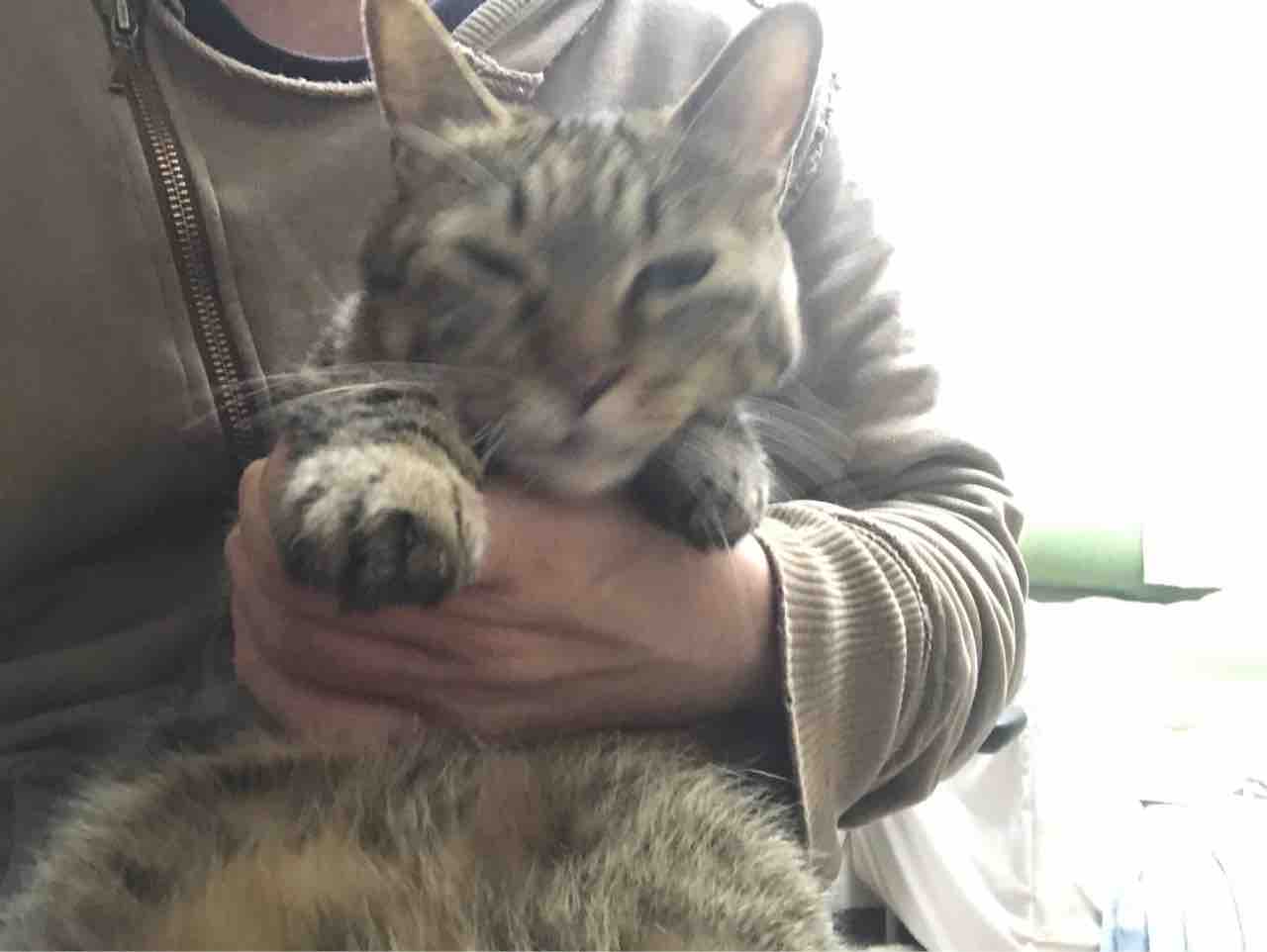 猫との関係 20190308 ねこかます