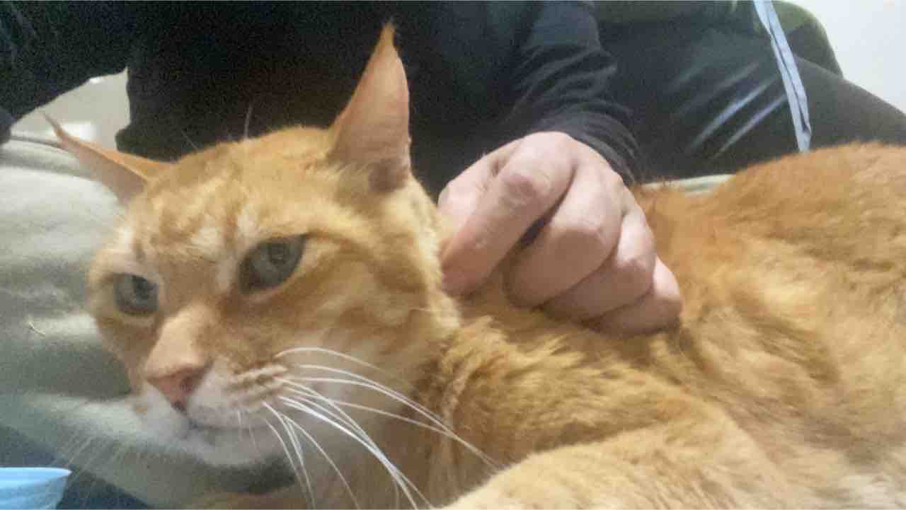 3匹の茶トラ猫 現役時代と引退後 ねこかます