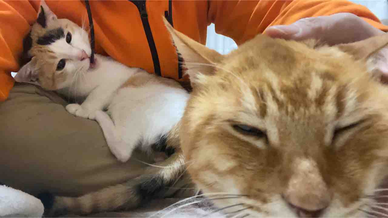 猫のうっとりポイント 20201206 : ねこかます