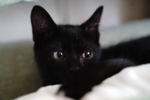 愛を運んできてくれる黒猫 ※額縁付き 7987317_1.jpg