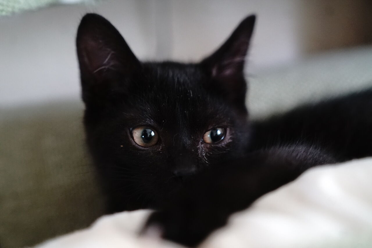 縁のあった黒猫たち 20250711 : ねこかます