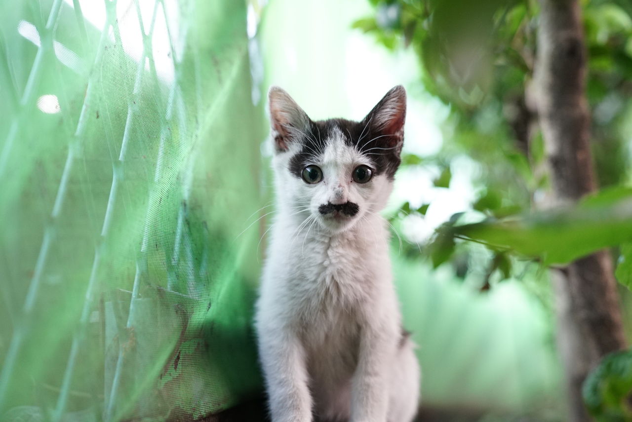 野良の子猫の目 ねこかます