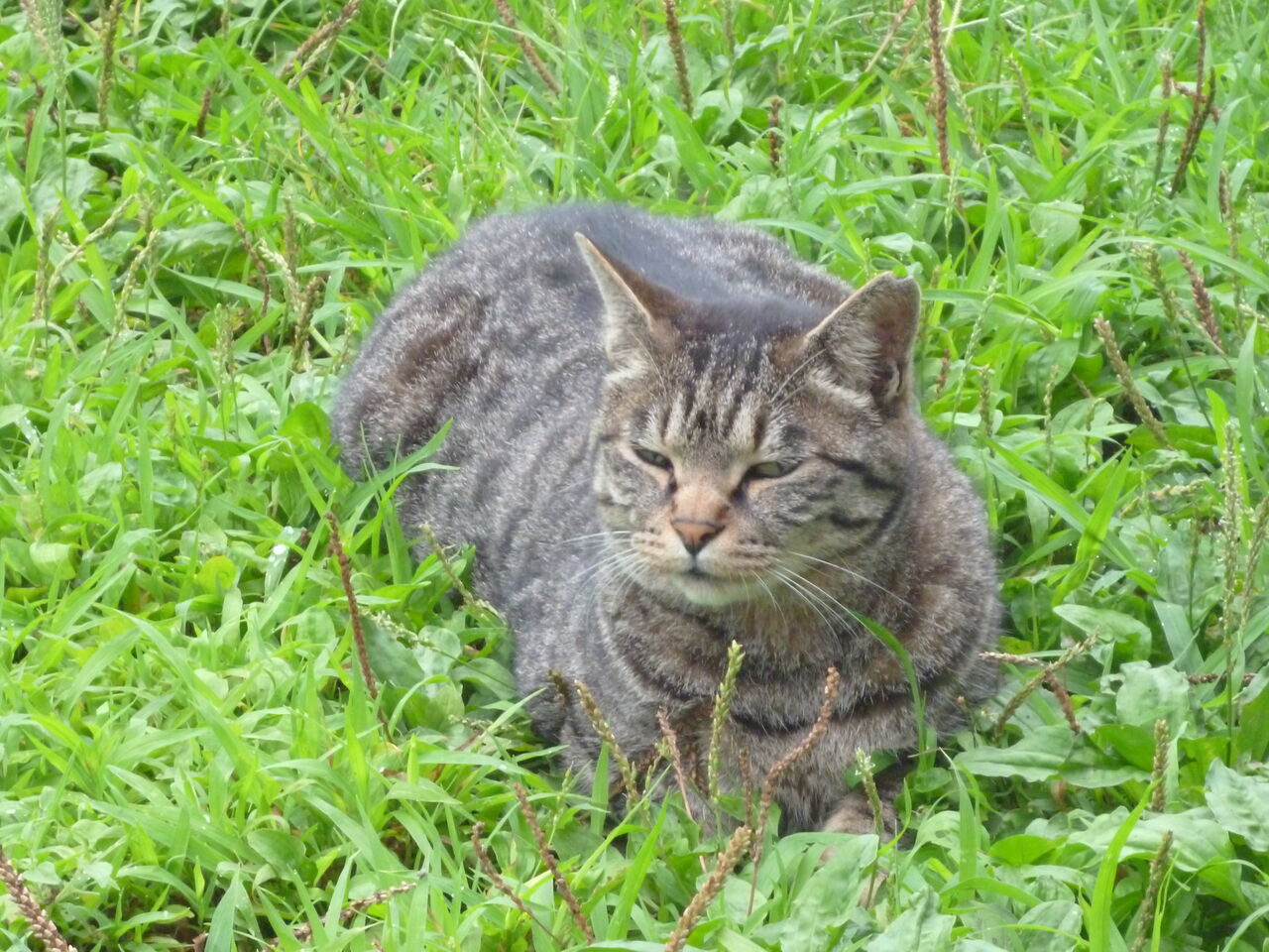 追憶のメス猫たち 2112 ねこかます
