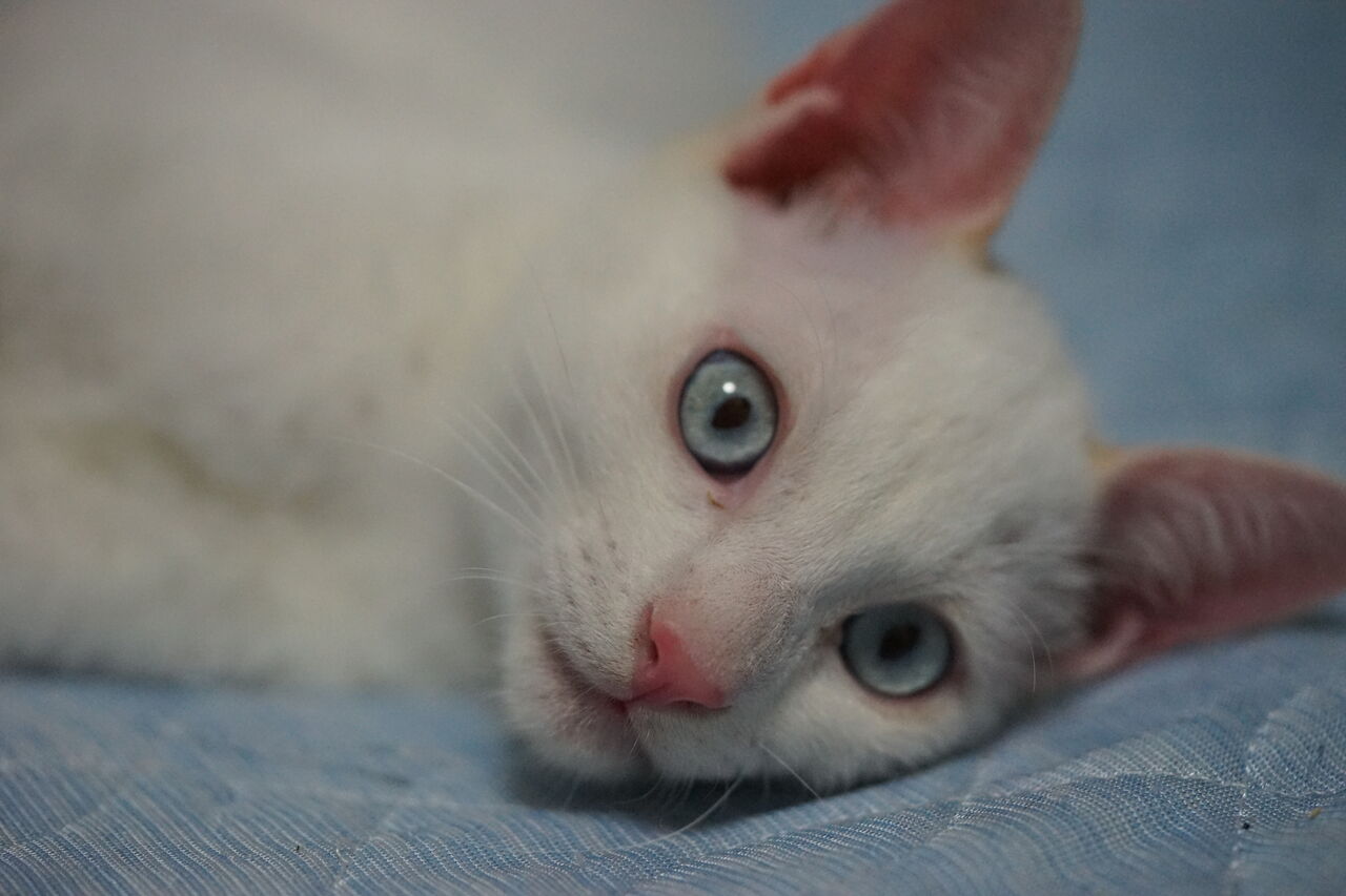 6年越しの白い子猫2匹 2813 ねこかます