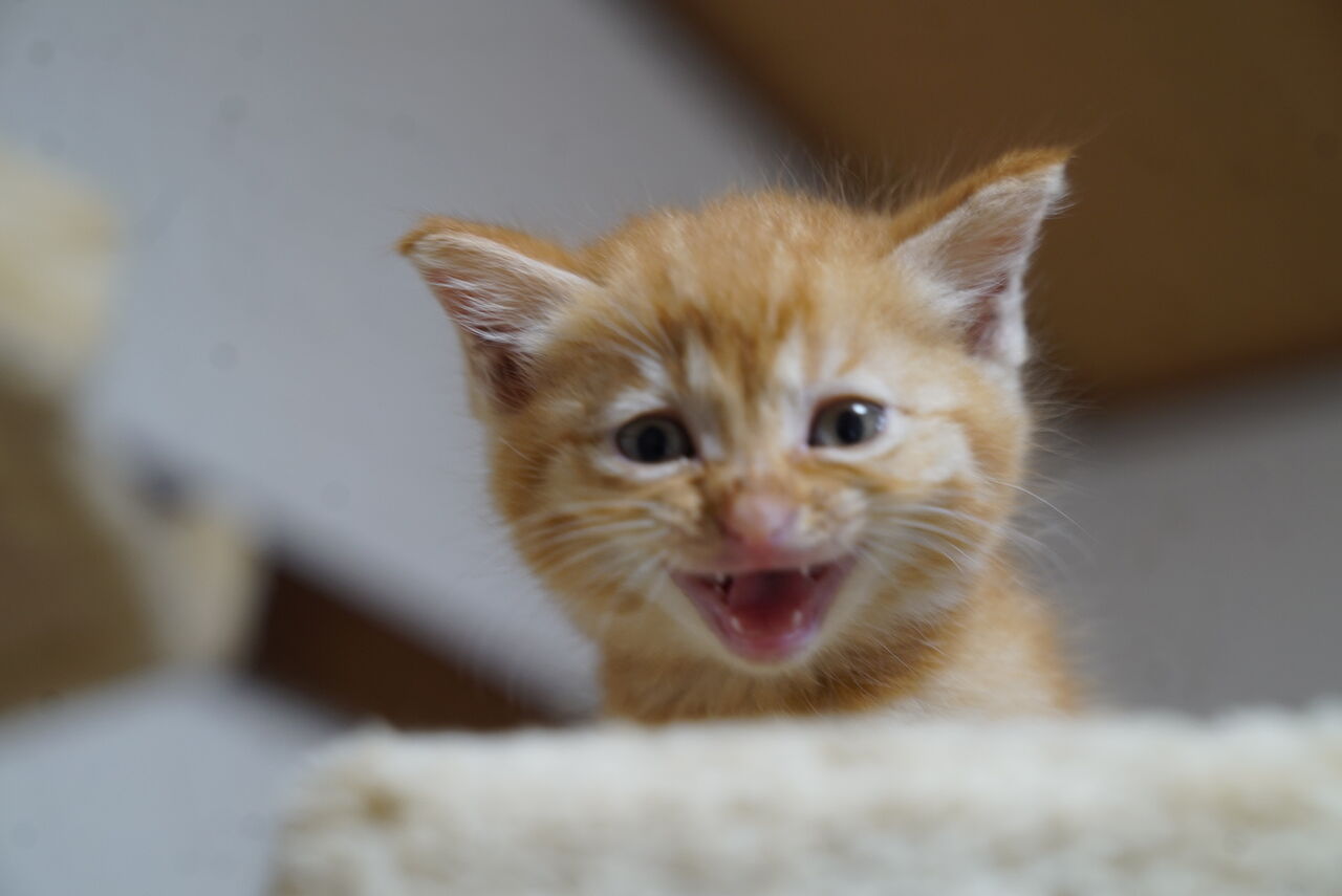 猫の飼いやすさ、飼いにくさ 20210302 : ねこかます
