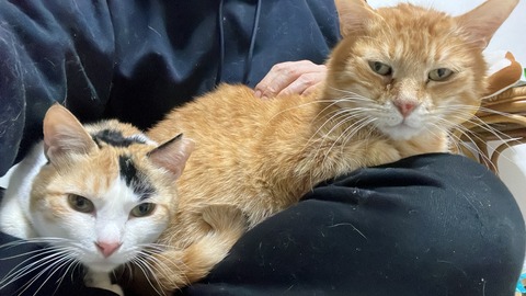 写真 2023-02-06 18 57 41