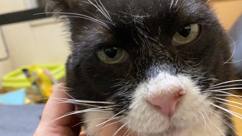 写真 2020-06-04 21 59 53