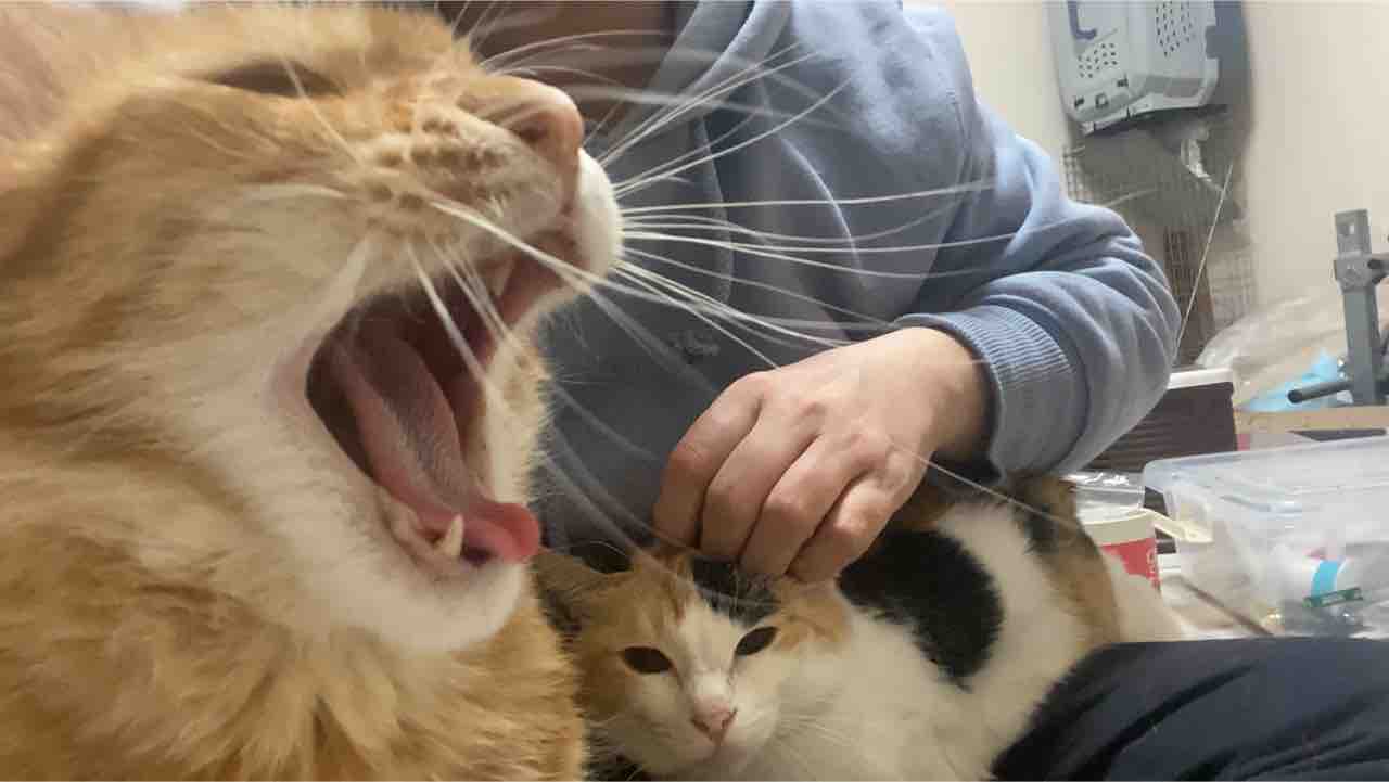 猫とケンカする 2921 ねこかます