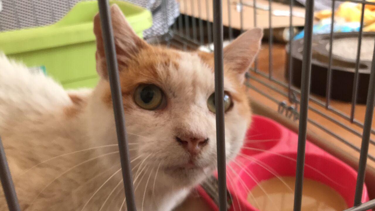 緩和 猫 末期 ケア 不全 腎