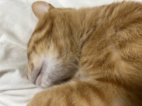 写真 2024-02-12 23 50 32