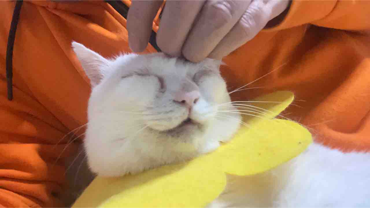 猫が笑顔になるきっかけ ねこかます