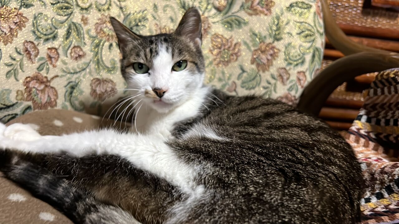 野良猫の記憶力検証 20250903 : ねこかます