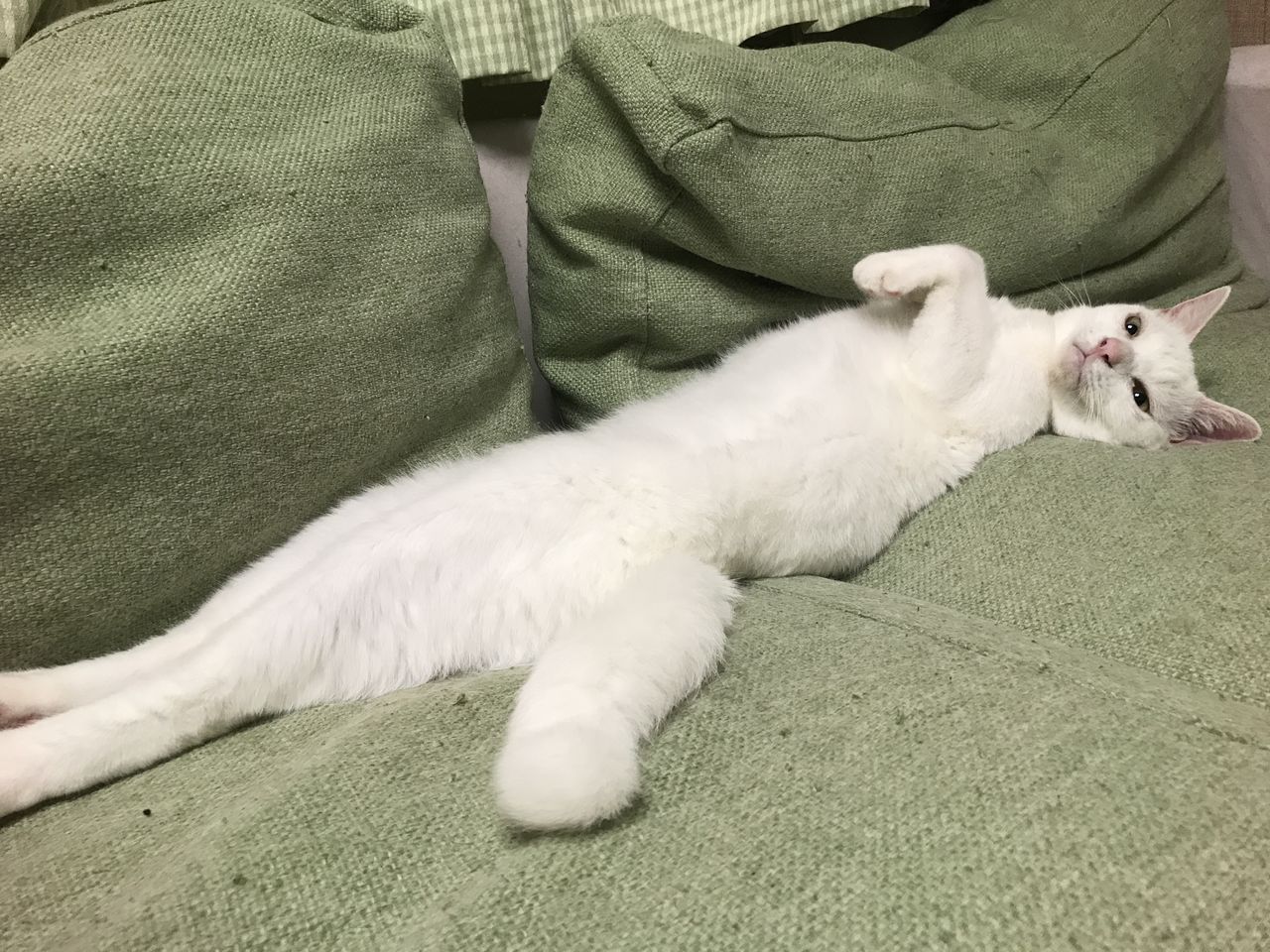 香箱座りをしない猫 ねこかます 香箱座りをしない猫 ねこかます