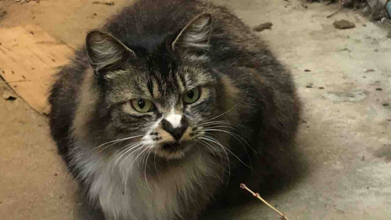 因縁の猫親子 ねこかます