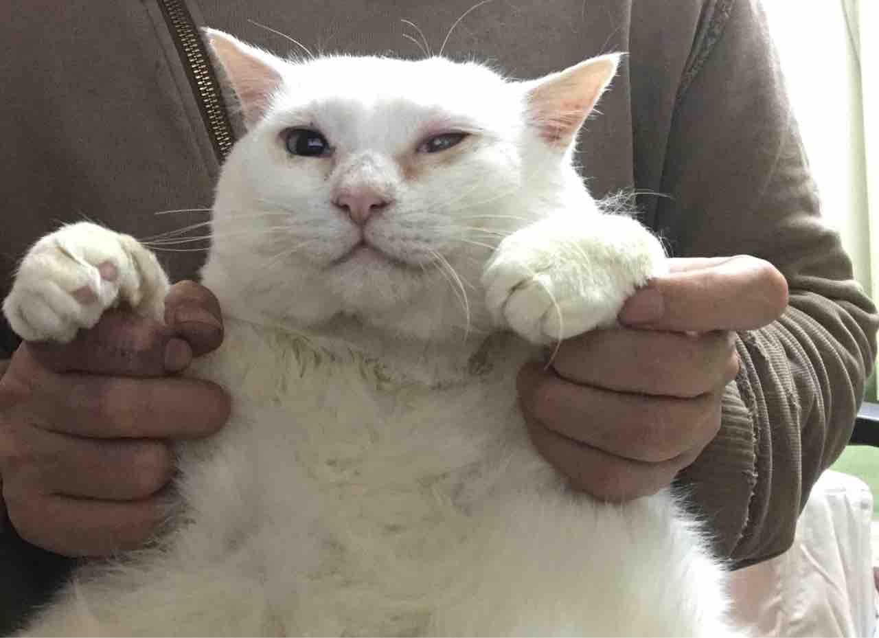 猫をめぐる時代の転換点 ねこかます