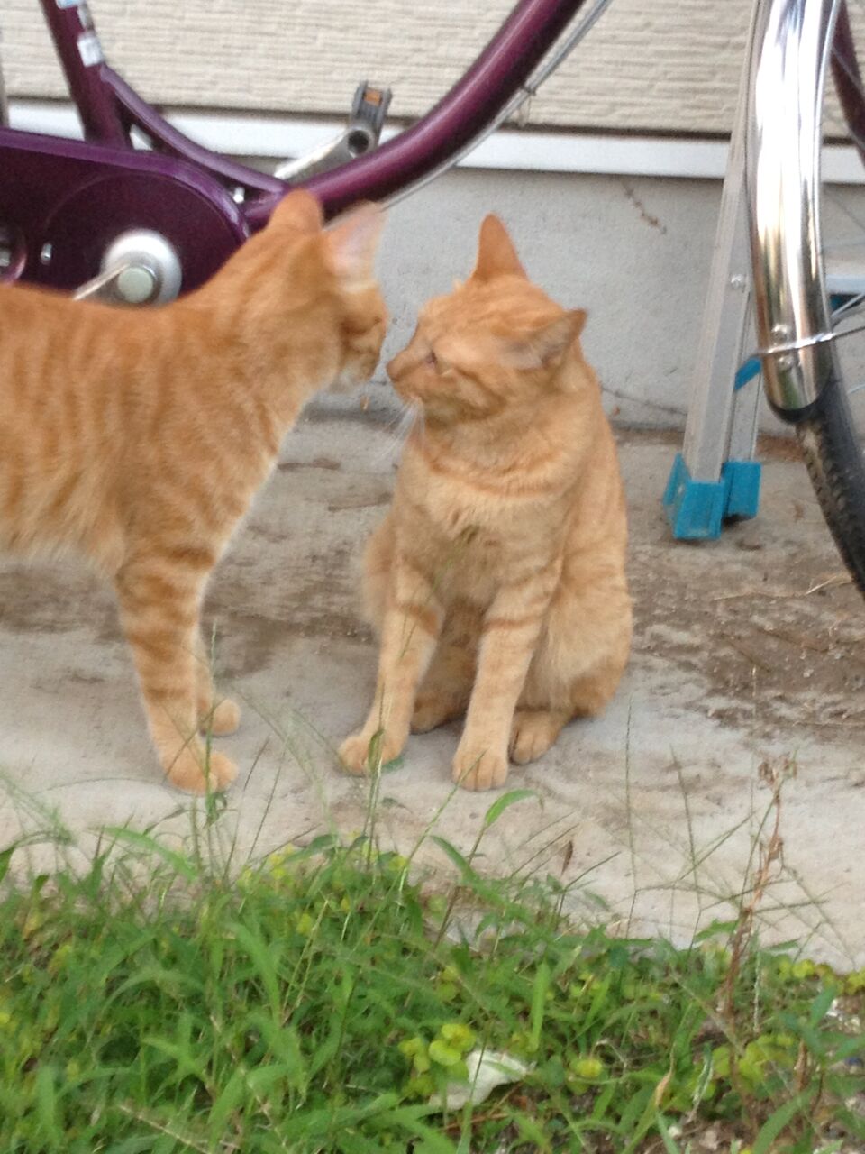 茶トラ一族 まさかの血縁 05 ねこかます 茶トラ一族 まさかの血縁 05 ねこかます