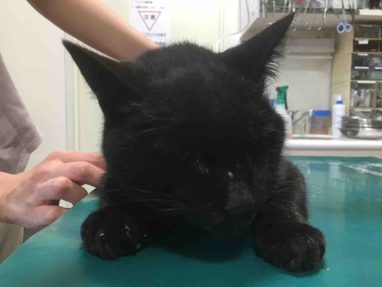 腎不全の進行について感じたこと 20190318 : ねこかます