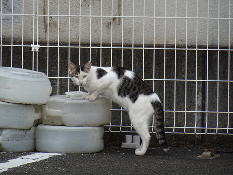 DSC00851ジロウ