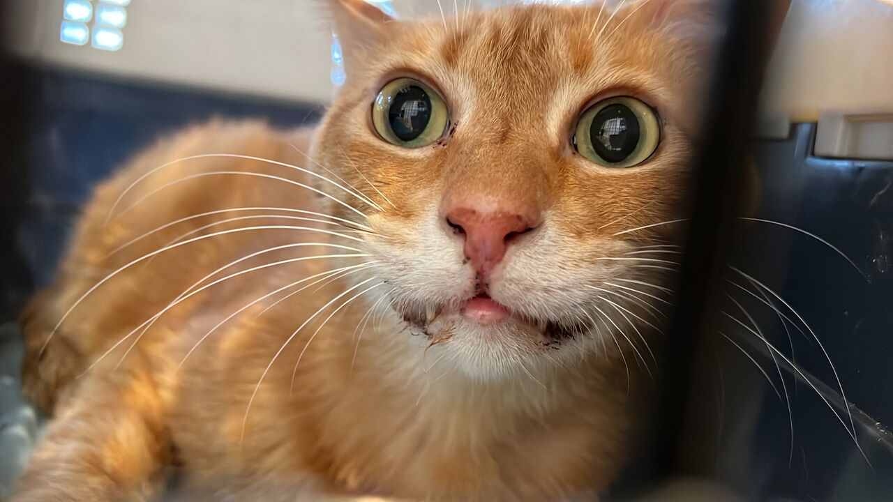 二重まぶた（に見える）猫 20241119 : ねこかます