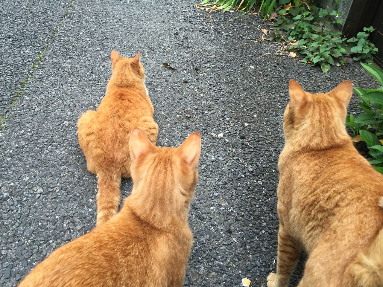 何もしない をする ねこかます