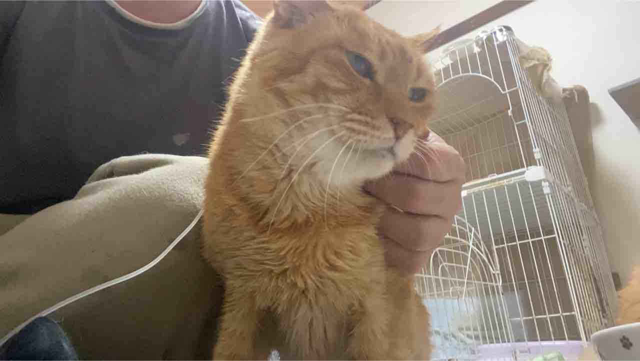 元ボス猫、驚異の生命力 20210327 : ねこかます