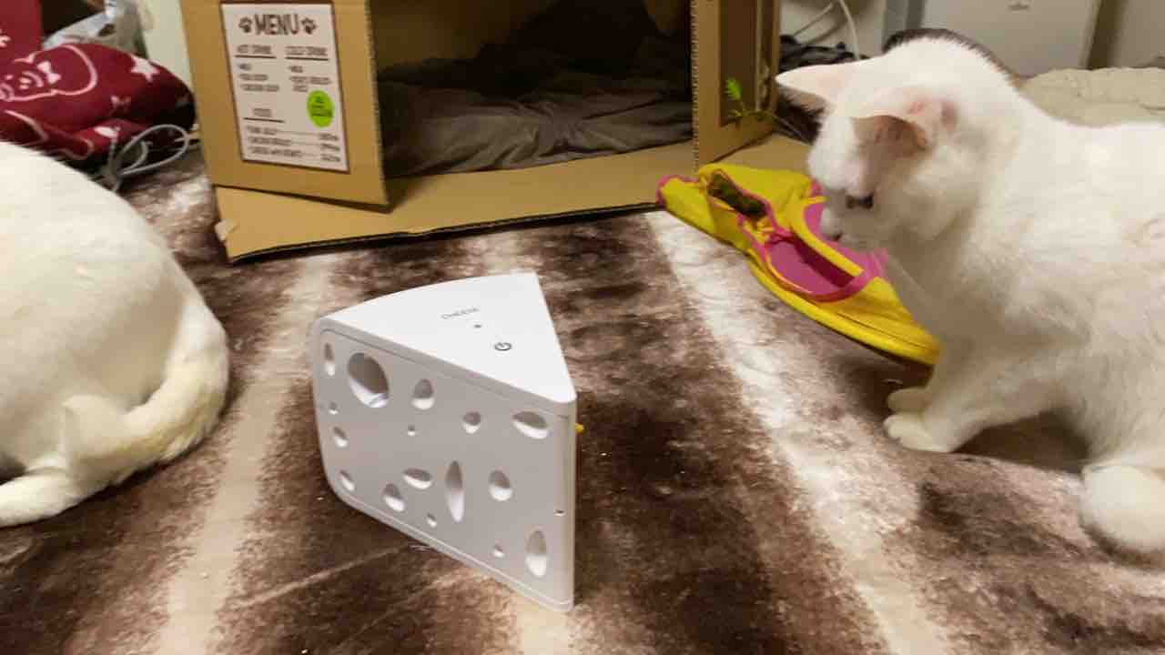 珍妙猫おもちゃ 到着 ねこかます 珍妙猫おもちゃ 到着 ねこかます