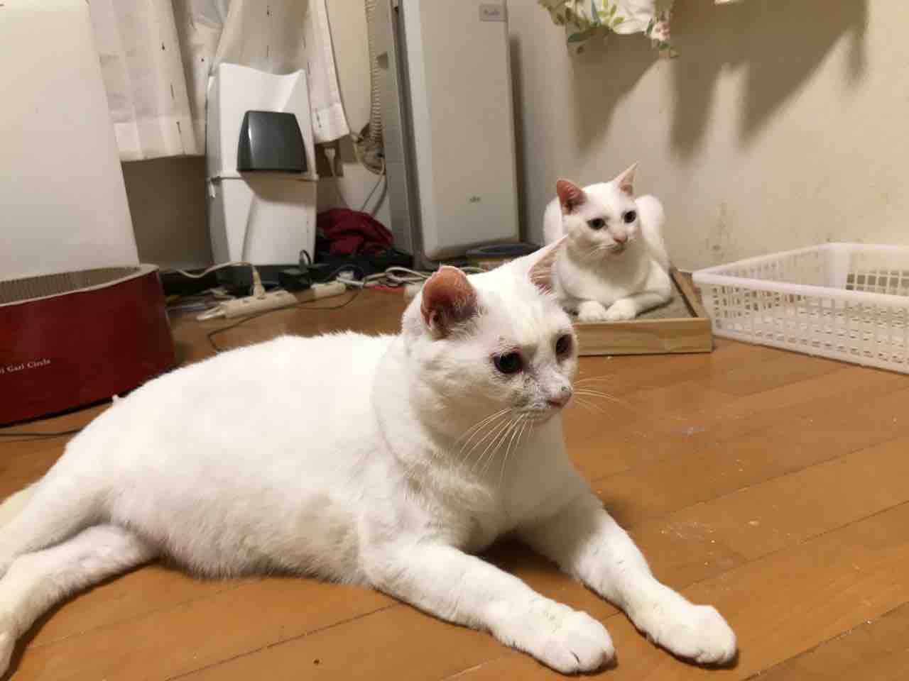 白い宇宙猫と白いたぬき 1903 ねこかます