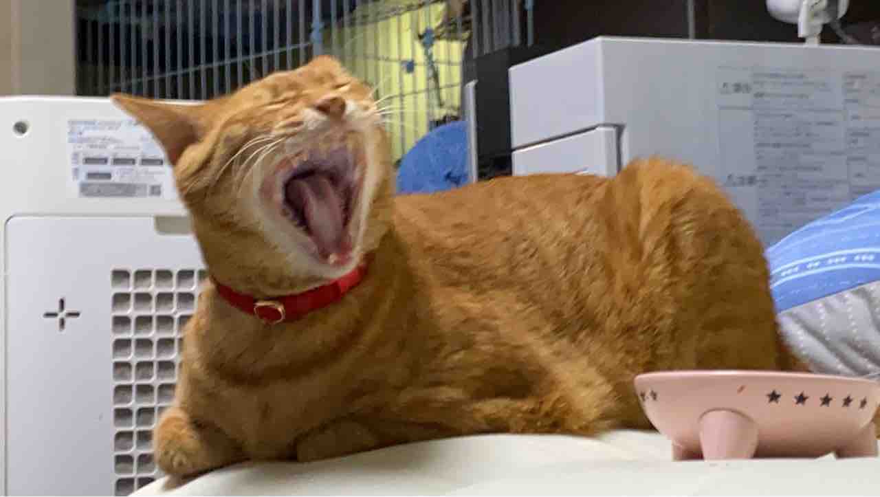 ナイスフレーメンの素 ねこかます ナイスフレーメンの素 ねこかます