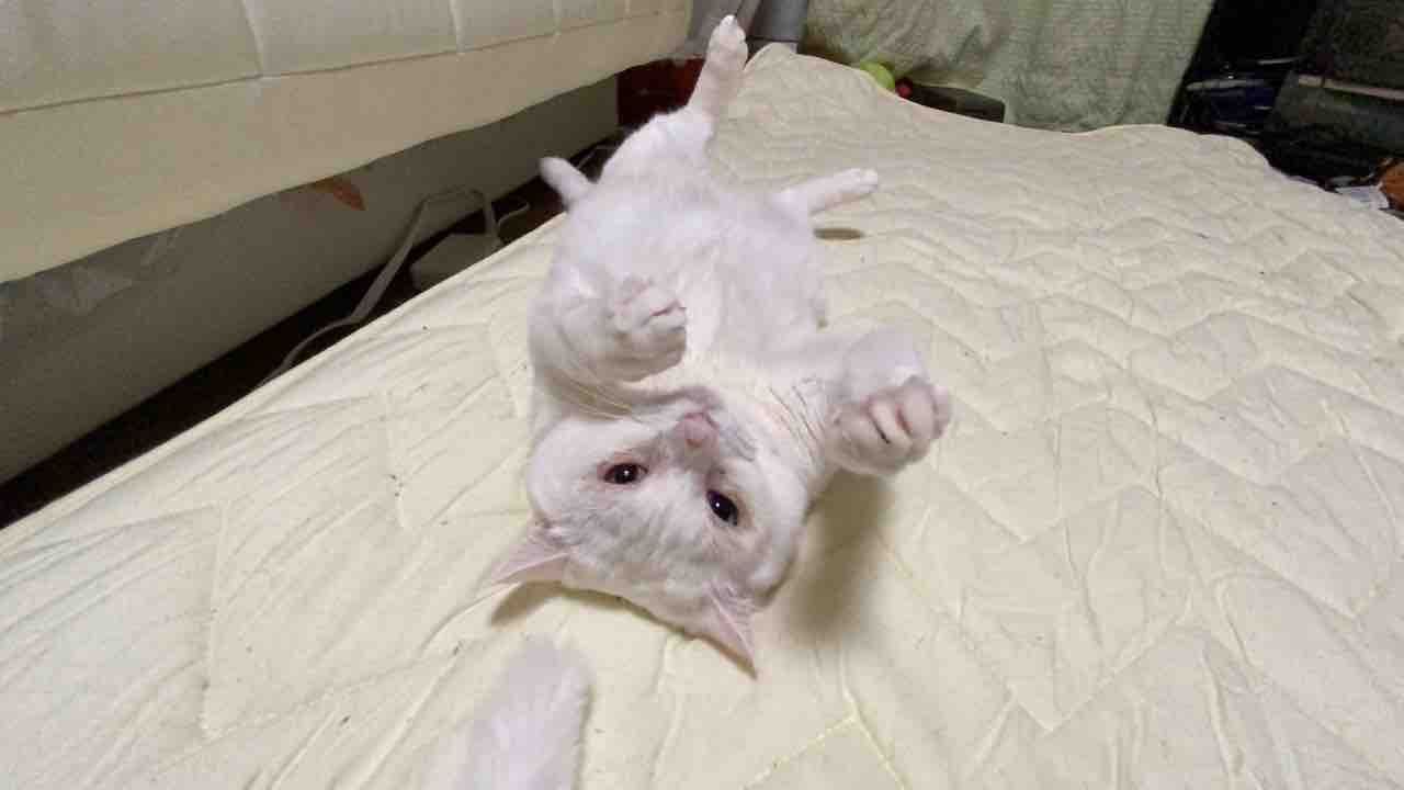 ひっくり返る猫たち ねこかます ひっくり返る猫たち ねこかます